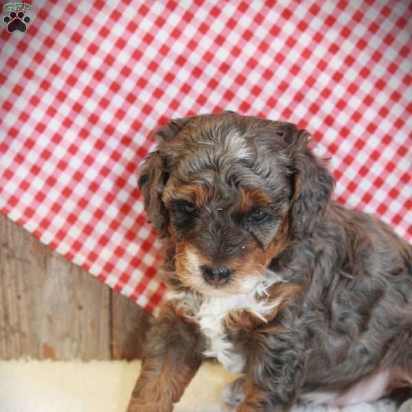Annabel, Miniature Poodle Puppy