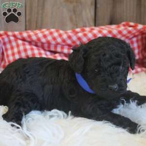 Arthur, Cavapoo Puppy