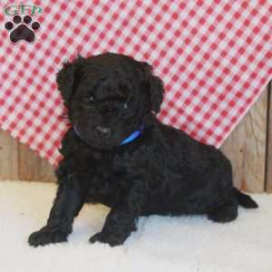 Arthur, Cavapoo Puppy