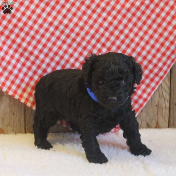 Arthur, Cavapoo Puppy