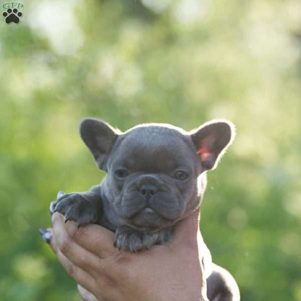 Lavender, French Bulldog Puppy