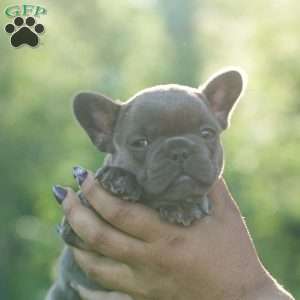 Lavender, French Bulldog Puppy