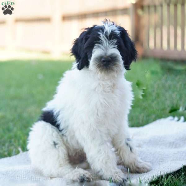 Kyler, Portuguese Water Dog Puppy