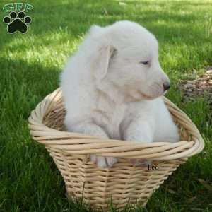 Legend, Great Pyrenees Puppy