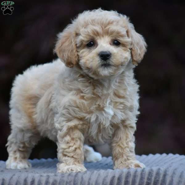 Basil, Bich-Poo Puppy