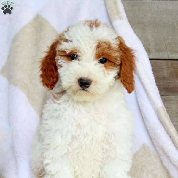 Bella, Miniature Poodle Puppy