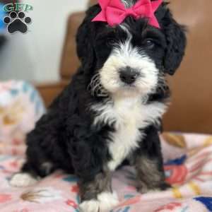 Bellatrix, Mini Bernedoodle Puppy