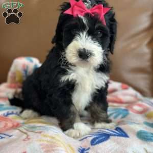 Bellatrix, Mini Bernedoodle Puppy