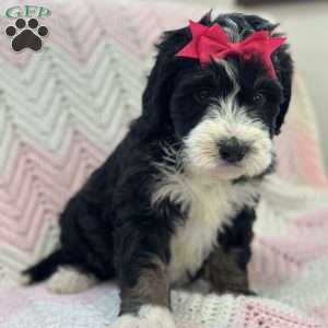 Bellatrix, Mini Bernedoodle Puppy