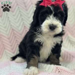 Bellatrix, Mini Bernedoodle Puppy