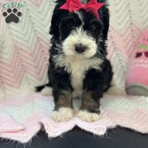 Bellatrix, Mini Bernedoodle Puppy