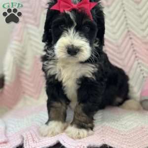 Bellatrix, Mini Bernedoodle Puppy