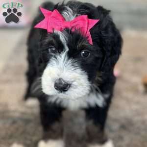 Bellatrix, Mini Bernedoodle Puppy