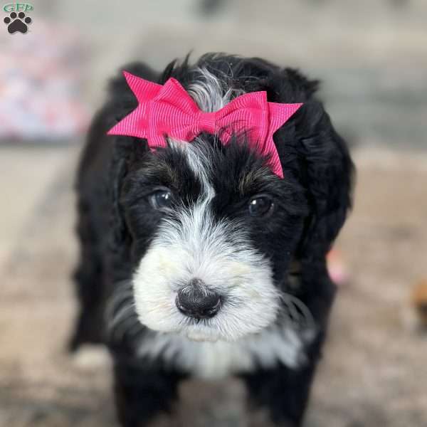 Bellatrix, Mini Bernedoodle Puppy