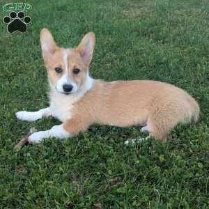 Bella, Pembroke Welsh Corgi Puppy