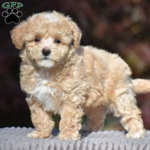 Buxton, Bich-Poo Puppy