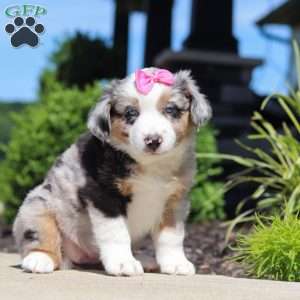 Callie, Miniature Australian Shepherd Puppy