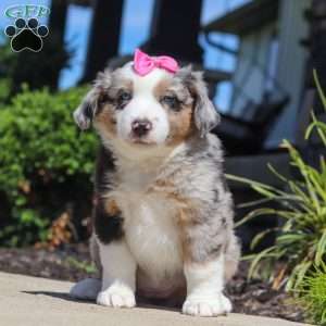 Callie, Miniature Australian Shepherd Puppy