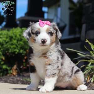 Callie, Miniature Australian Shepherd Puppy