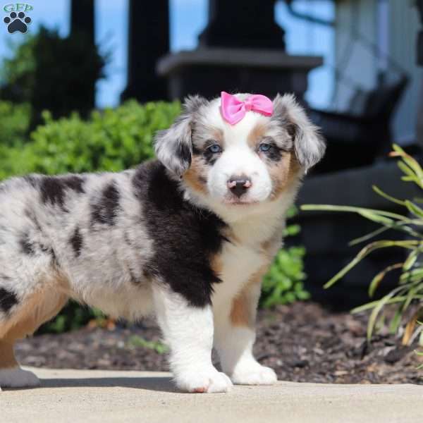 Callie, Miniature Australian Shepherd Puppy