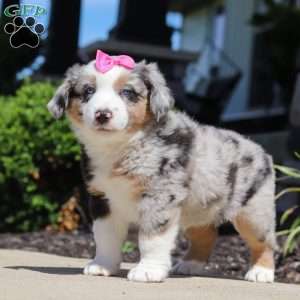 Callie, Miniature Australian Shepherd Puppy