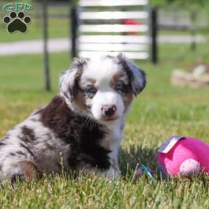 Callie, Miniature Australian Shepherd Puppy