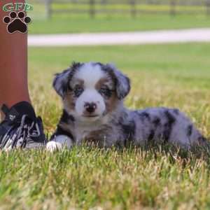 Callie, Miniature Australian Shepherd Puppy