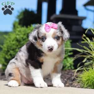 Callie, Miniature Australian Shepherd Puppy