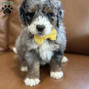 Christopher, Mini Bernedoodle Puppy