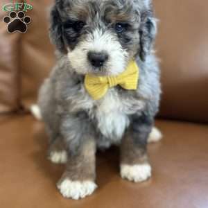 Christopher, Mini Bernedoodle Puppy