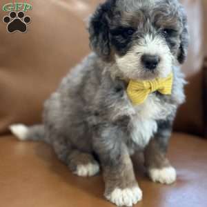 Christopher, Mini Bernedoodle Puppy