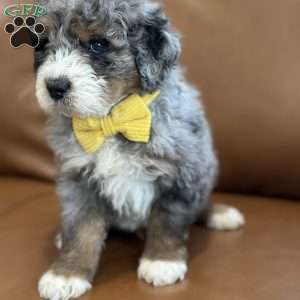 Christopher, Mini Bernedoodle Puppy
