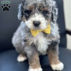 Christopher, Mini Bernedoodle Puppy