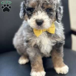 Christopher, Mini Bernedoodle Puppy