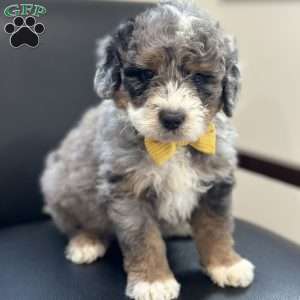 Christopher, Mini Bernedoodle Puppy