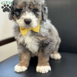 Christopher, Mini Bernedoodle Puppy