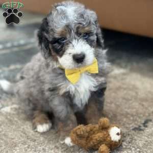 Christopher, Mini Bernedoodle Puppy