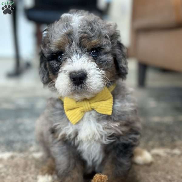 Christopher, Mini Bernedoodle Puppy
