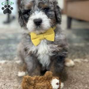 Christopher, Mini Bernedoodle Puppy