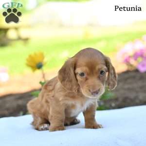 Petunia, Dachshund Puppy