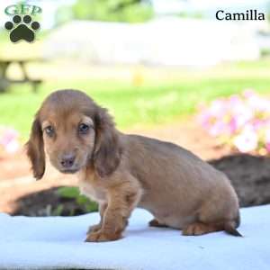 Camilla, Dachshund Puppy