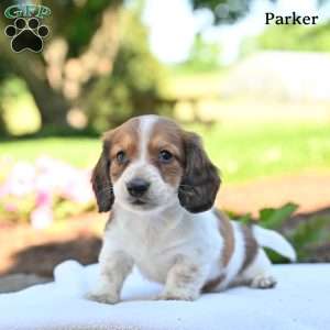 Parker, Dachshund Puppy