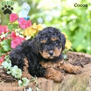 Cocoa, Miniature Poodle Puppy