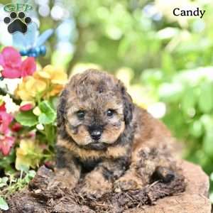 Candy, Miniature Poodle Puppy