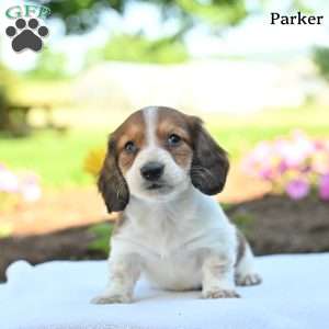 Parker, Dachshund Puppy