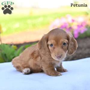 Petunia, Dachshund Puppy
