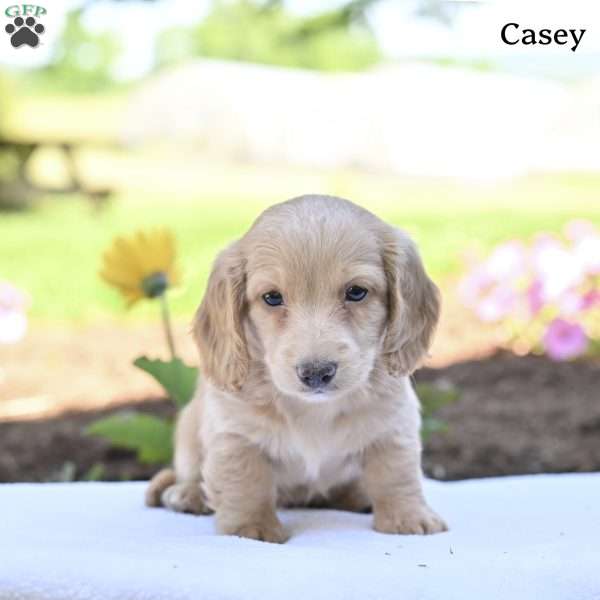 Casey, Dachshund Puppy