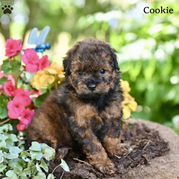 Cookie, Miniature Poodle Puppy