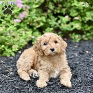 Lily, Cockapoo Puppy