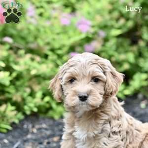 Lucy, Cockapoo Puppy